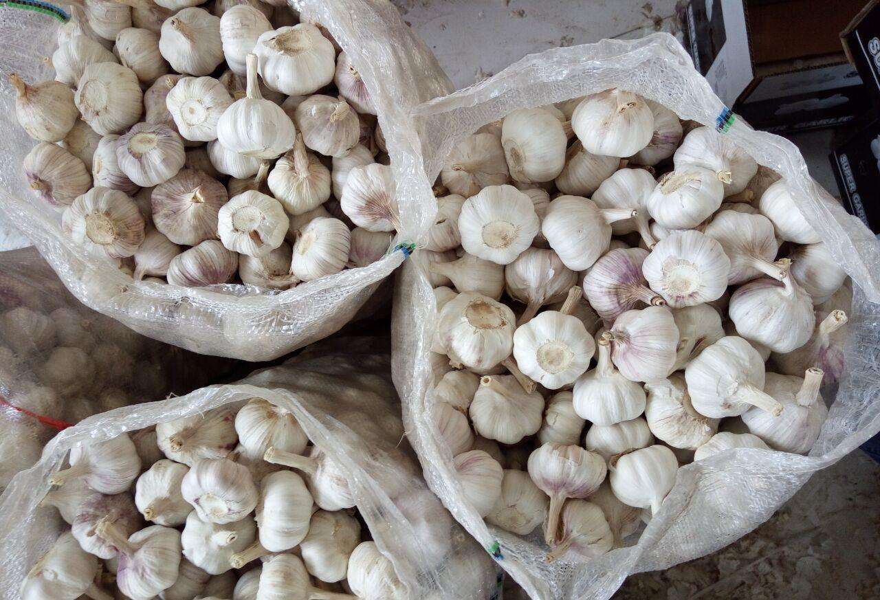 紫皮大蒜中,辣素含量比白皮大蒜更高,抑菌效果更好.