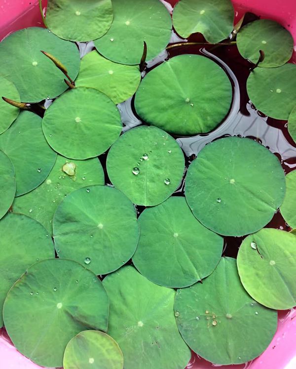 碗莲怎么养?3个小技巧,开花满盆,叶子又大又绿又多