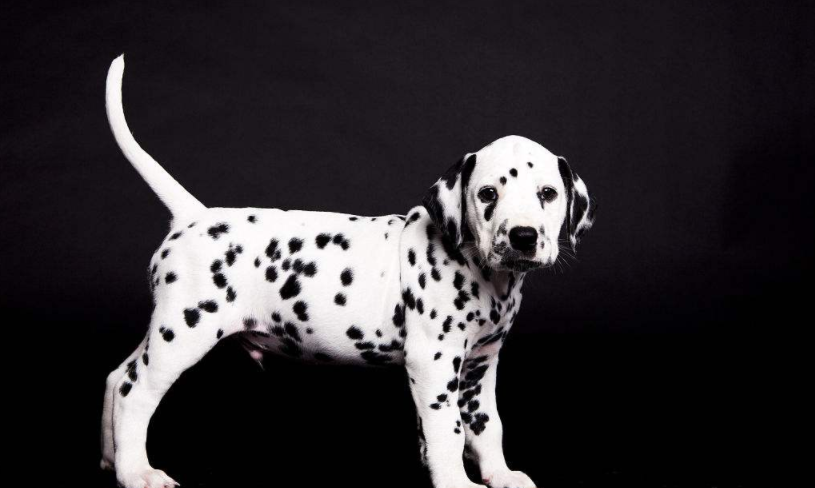 大麦町犬被公认为最优雅的品种之一,具有白色及清晰的黑斑点,且会呼叫