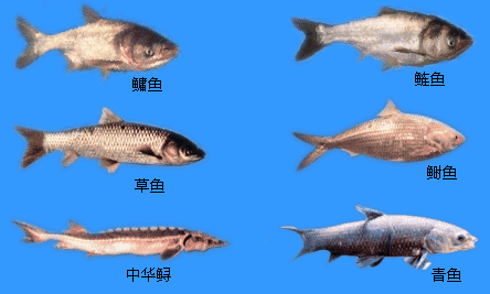 食肉鱼品种大全图片