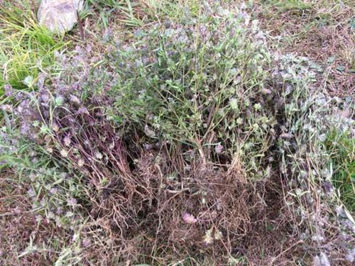 你认识石香薷吗,很香,你会经常用来泡茶喝吗?