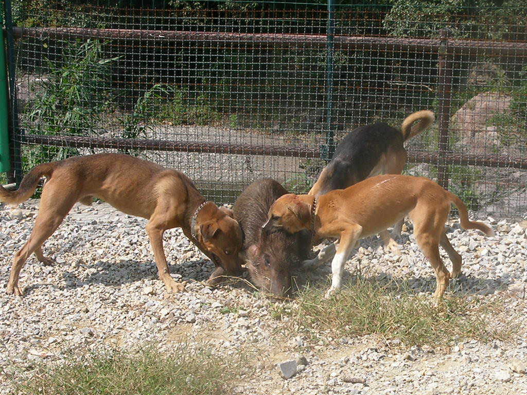 全球5大烈性犬,亚洲占据3席,它来自中国银川,培育方法