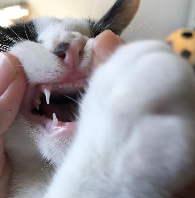 给猫咪检查牙齿 龇牙裂嘴的样子实在太搞笑了