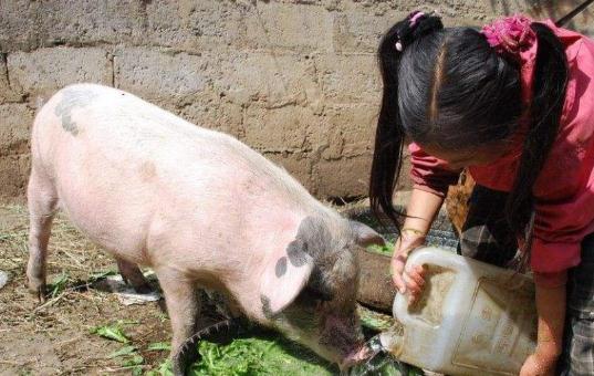 农村曾经被拿去喂猪的东西,如今发现价值珍贵,有着神奇的功效!