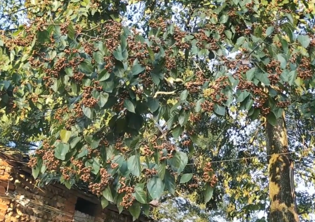 鸡爪果 - 2020年最新商品信息聚合专区 - 百度爱采购