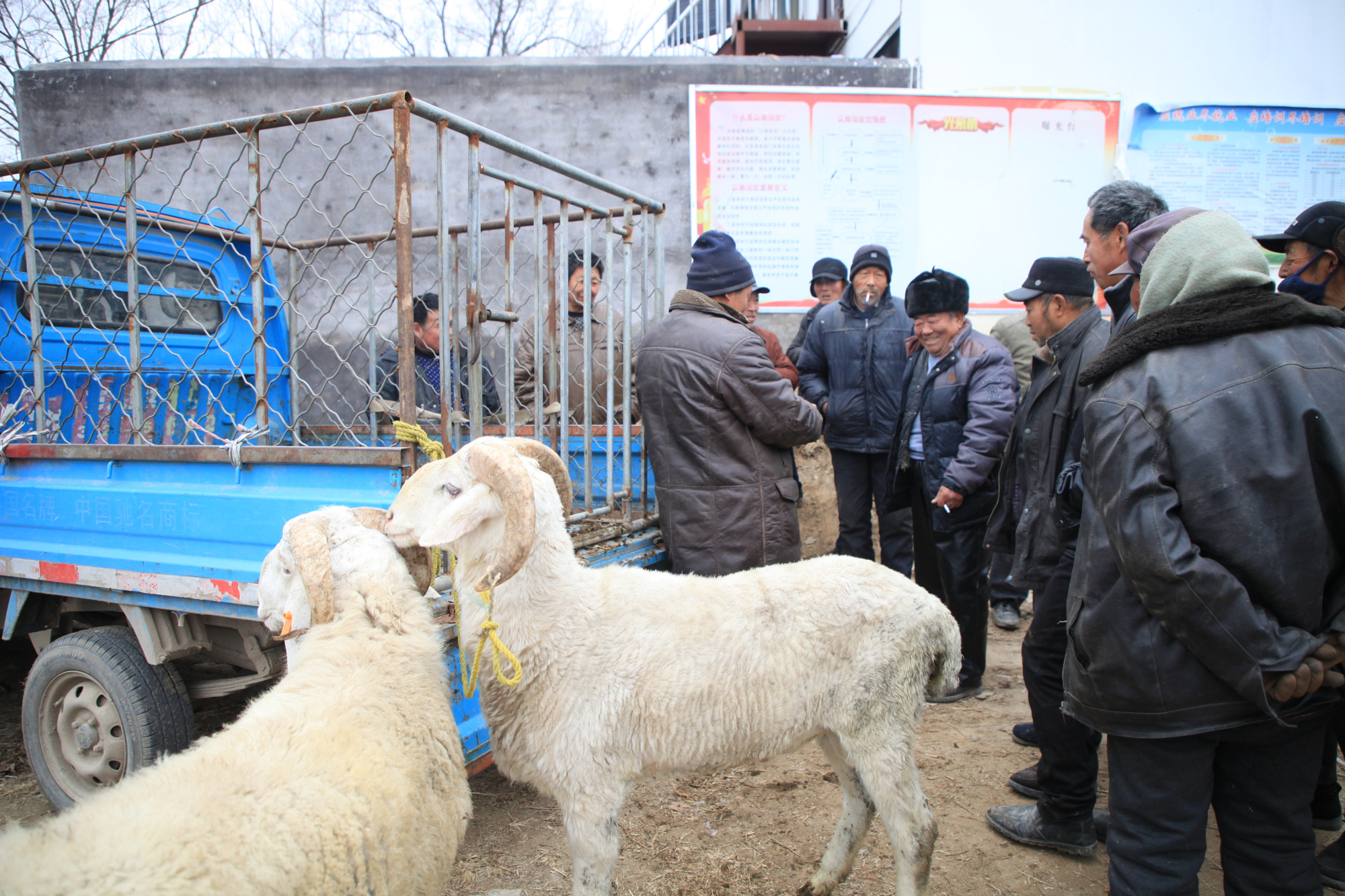 河南农村有种买卖羊的集市,讲价靠手势,想买好羊看眼力