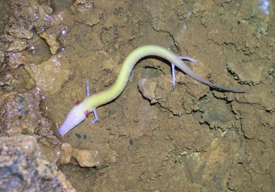 男子在湖底发现外形奇特的生物,长相似"龙"让他们欣喜若狂