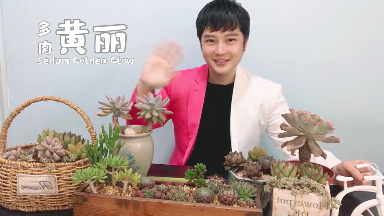 黄丽属于泛滥品种 可晒成迷人的金黄色 经典永流传的肉肉之一