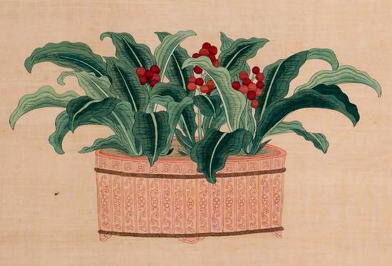 《御制题陈栝画万年青诗并图卷》 万年青局部