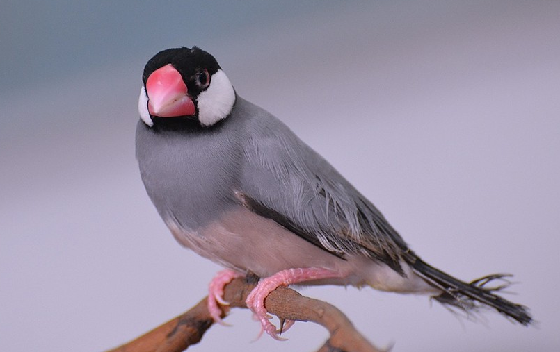 灰文鸟羽色与嘴,眼,腿配全恰到好处