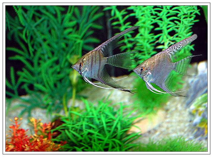 神仙鱼的养殖方法和养殖它的定时定量定质定位的技巧