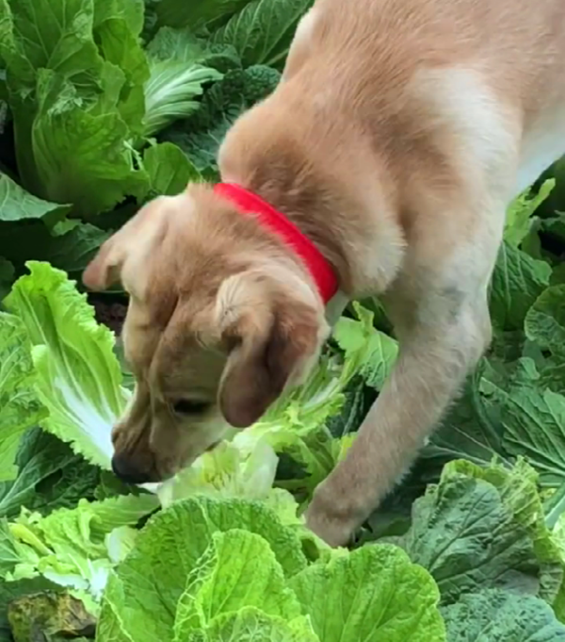 主人带拉布拉多回农村,拉拉看到路边青菜狂啃,狗:这也太好吃了