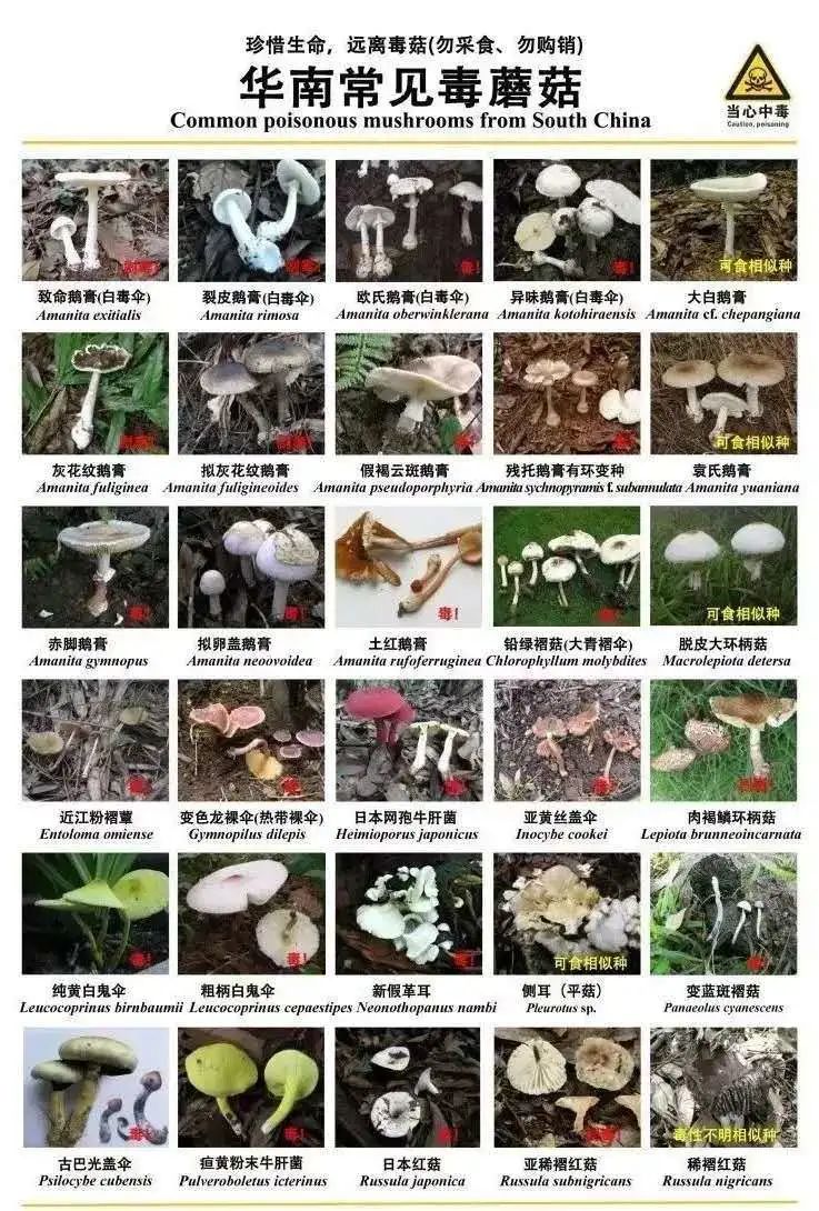 「推荐」小心这种毒物！一家四口误食致肝损害，每年这个季节都容易发生！