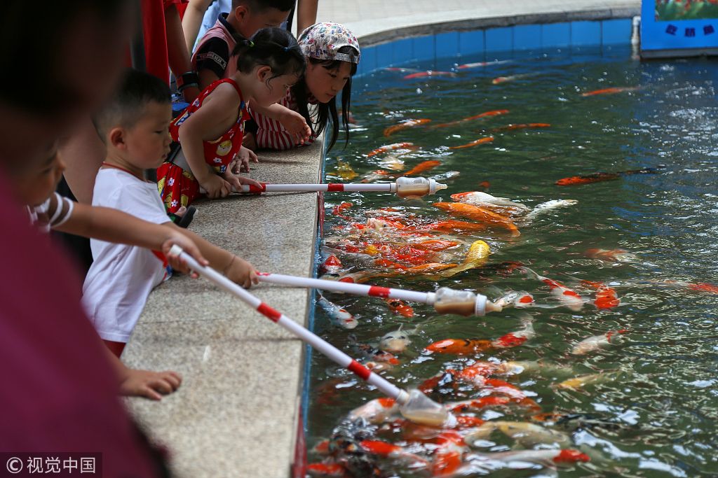 动物园锦鲤爱吃"奶" 游客拿奶瓶喂鱼体验饲鱼乐趣