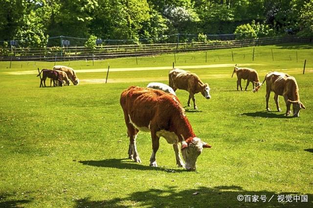 小升初数学必考奥数题之牛吃草问题,分4步讲孩子理解更深刻