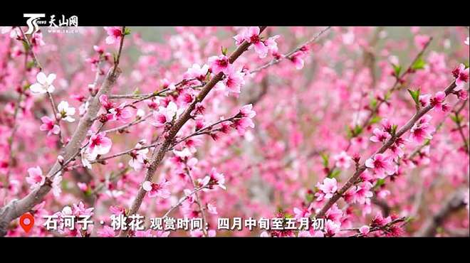 [图]待到春暖花开，带你看遍山花烂漫