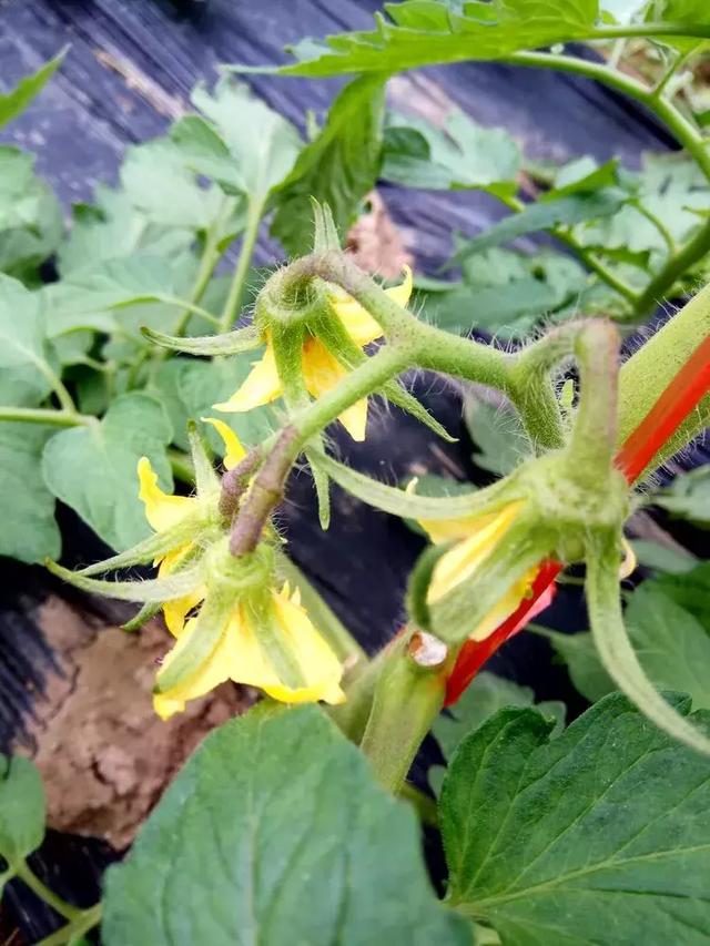 丰县欢口镇新农人张克龙:种大棚很苦,但苦的有价值!