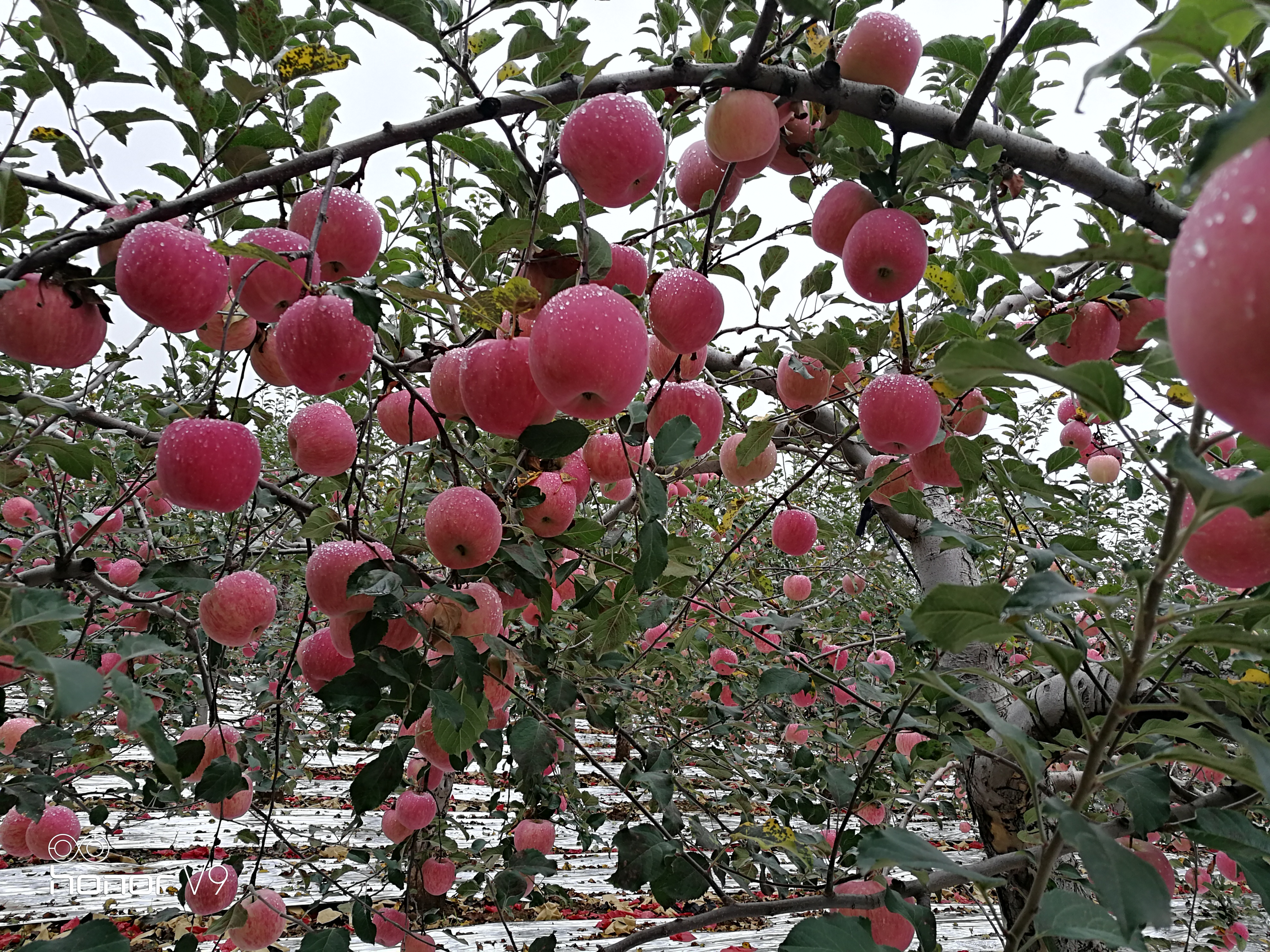 综合措施助苹果树克服再植障碍