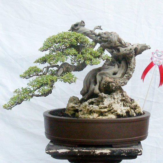 盆景欣赏:老桩盆景,稀少的珍品,几代艺人献青春