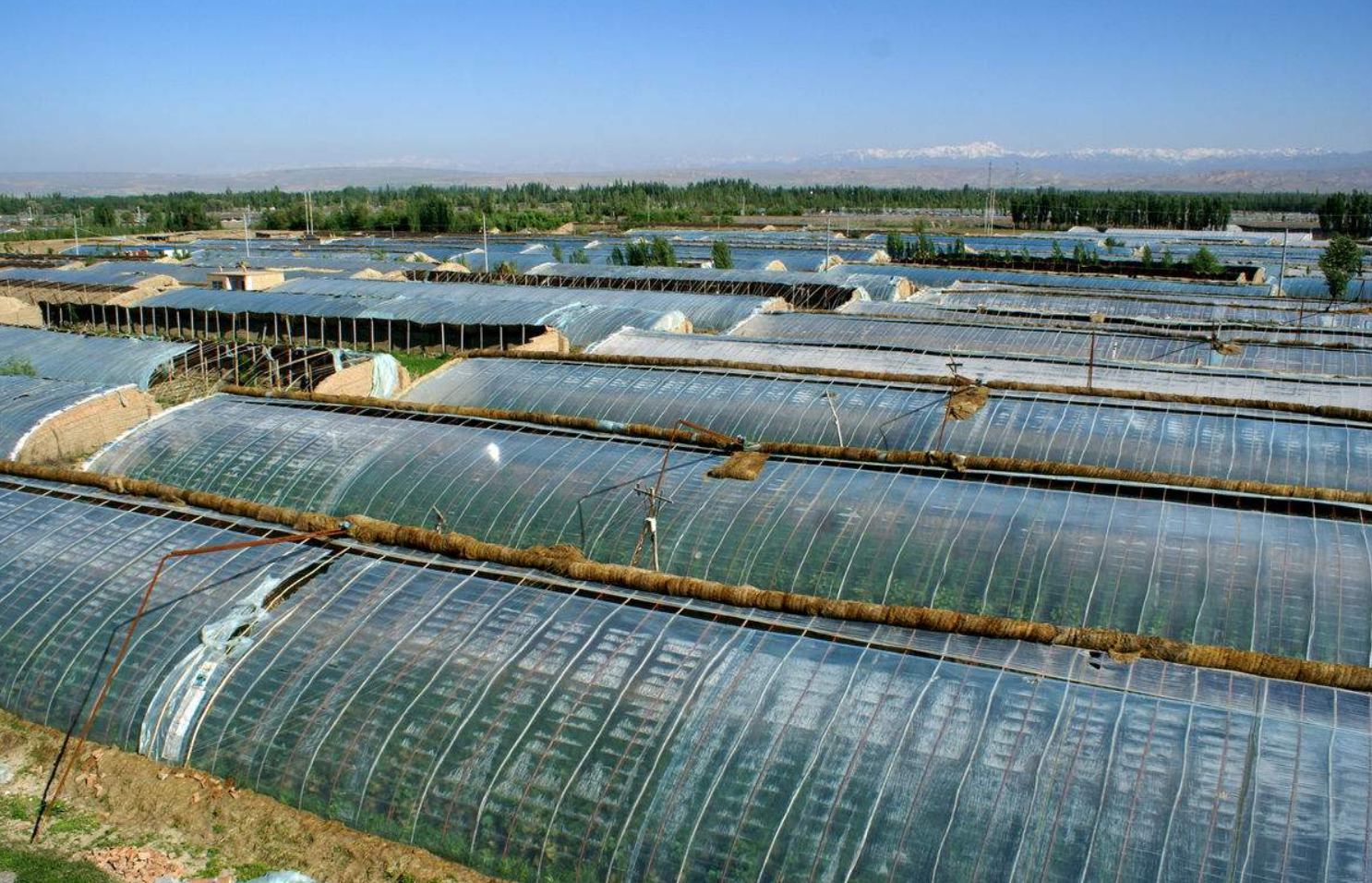 温室大棚一年收入15万元,真这么赚钱吗?老农:做到这3点就可以