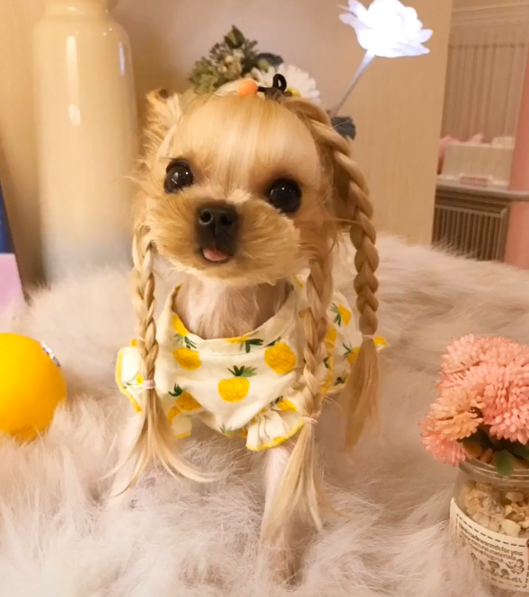 小狗天生自带长发,加上女主精心打扮,成为造型百变的小公主