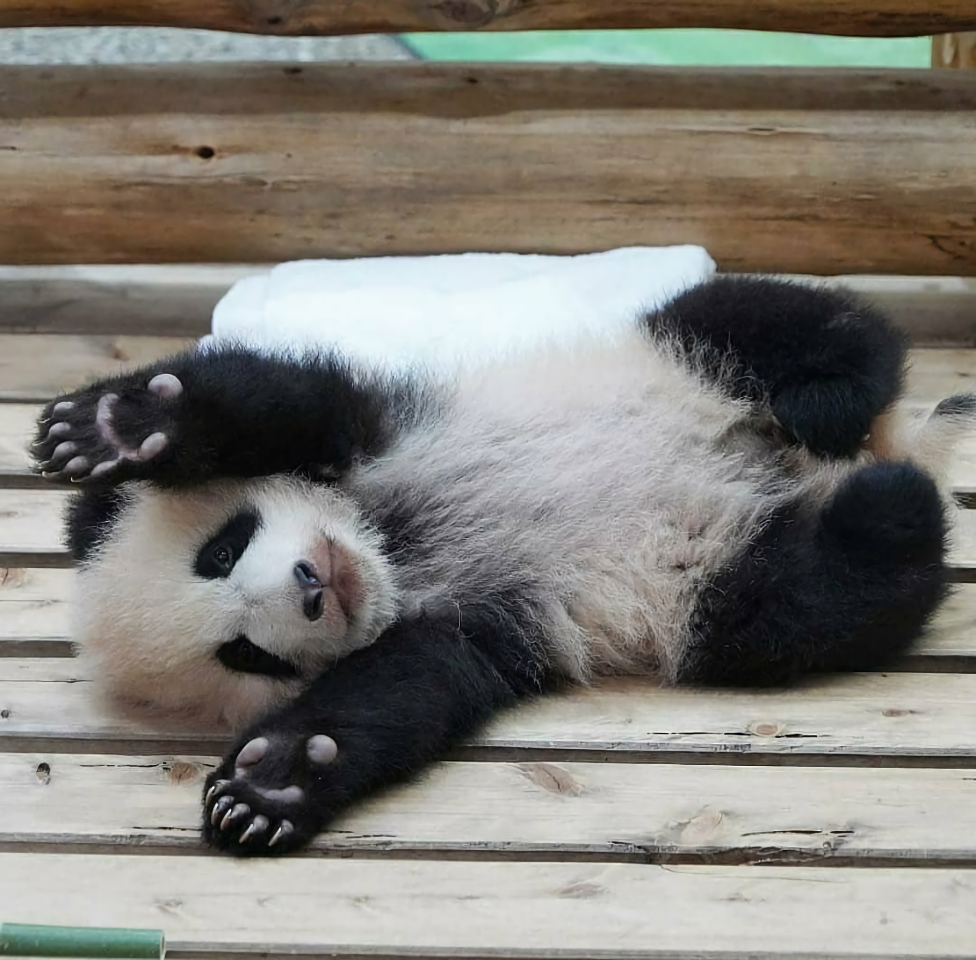 防疫在家也要讲究睡觉姿势,学学胖大海