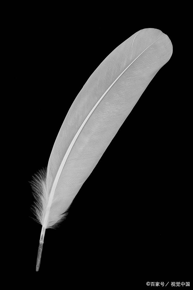 趣味测试:你最爱惜哪一支羽毛,测你的那个ta对你付出了多少感情