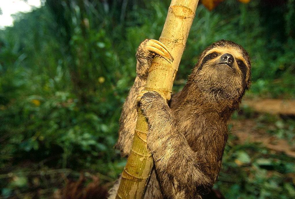 懒懒的树懒很可爱,树上的树懒很搞笑