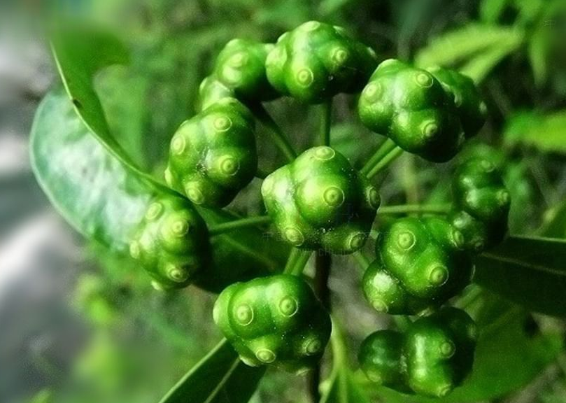 种植巴戟天,要选择适合的地点种植,使用正确的方式管理