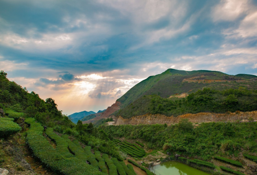 旅游:揭阳玉湖坪上蕴肚茶园,坪上村是远近闻名的绿茶专业村