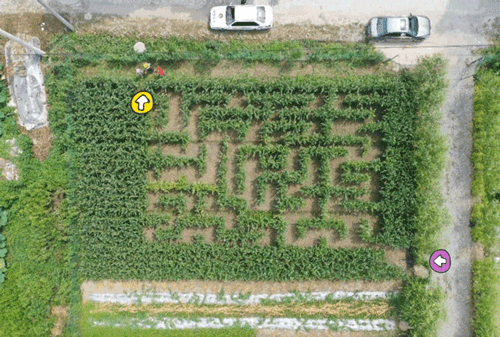 大连玉米迷宫图片