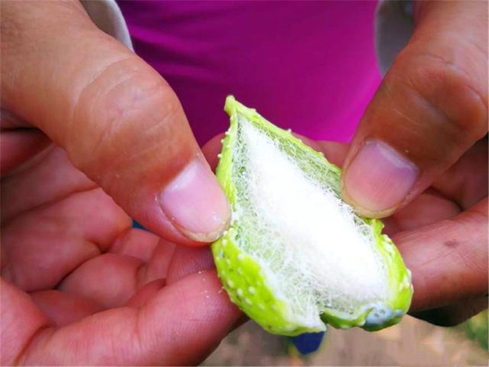 别人叫它"羊婆奶",挂在树上很难摘,小孩子最爱,却是中药材