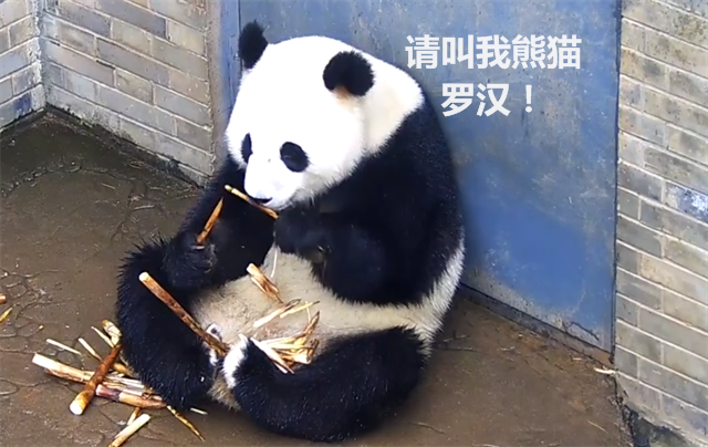 "佛系"团子盘腿吃饭,观众哭笑不得:你是"熊猫罗汉"转世吗?