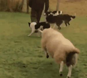 小羊从小和狗一起长大,结果认为自己也是狗,不爱吃草喜欢吃狗粮