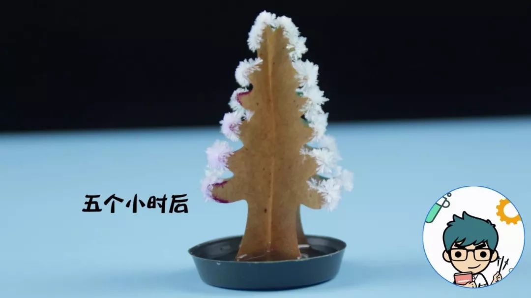 科学小实验:大太阳下种一颗雪花圣诞树,两个步骤全搞定!