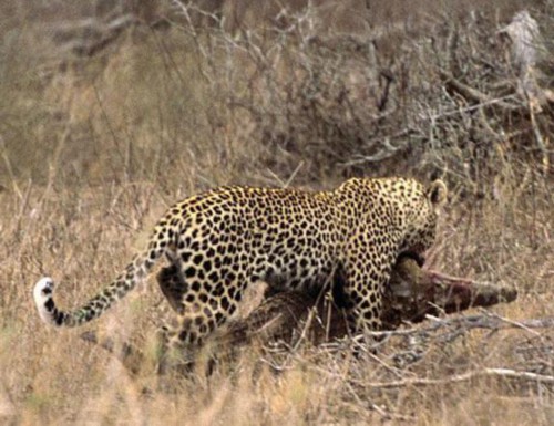 当花豹遇上尼罗鳄,完全就是实力的对战,结果却相差悬殊!