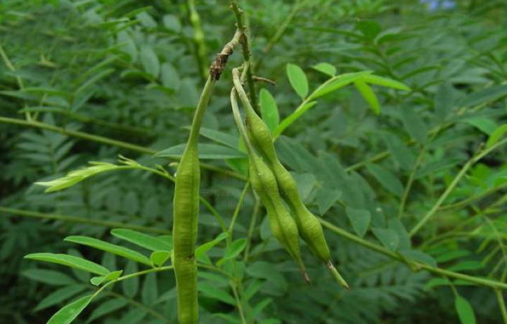 苦参麻草药图片图片