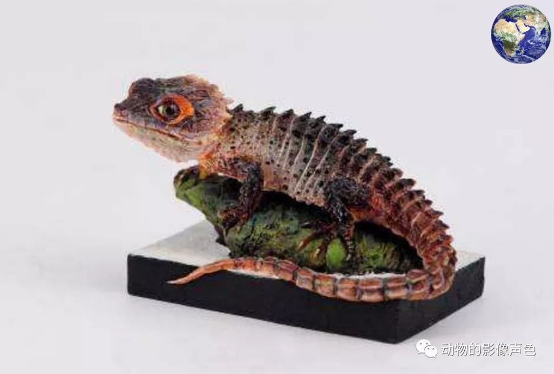 最具网红潜力的宠物——红眼鹰蜥,看起来很有二次元的感觉
