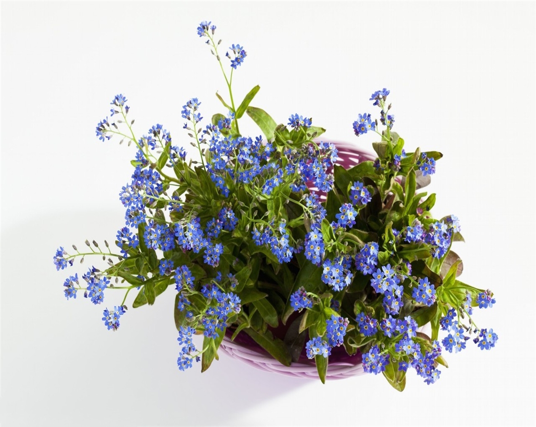 勿忘我的生长习性是怎样的?好养吗?掌握这几点方法轻松养殖它!