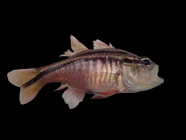 深圳周边海域生物(140):不常见鱼(13)-四线天竺鲷