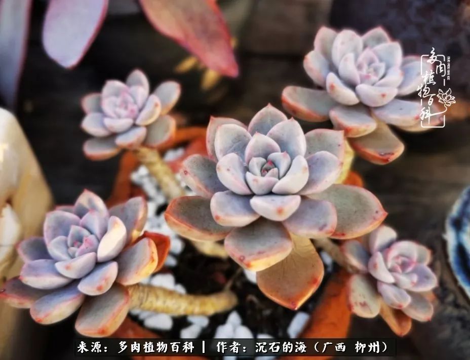 细数25种最省心最好养的多肉品种,露养家养随便养!