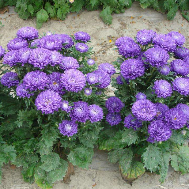 翠菊- 优质问答专区