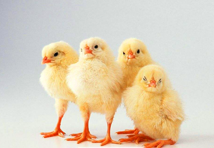 小鸡苗 - 优质问答专区