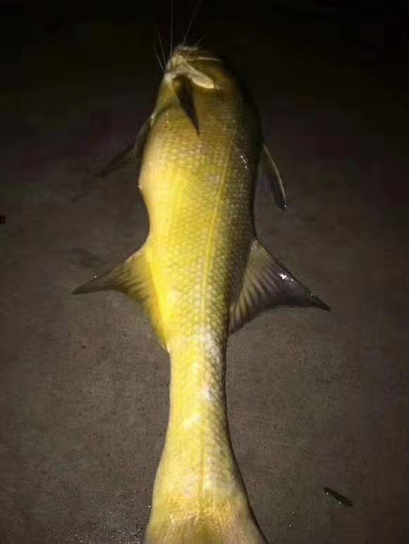 汉江河钓起变异黄鱼,全身金黄十分漂亮,当地人也是头一次见到
