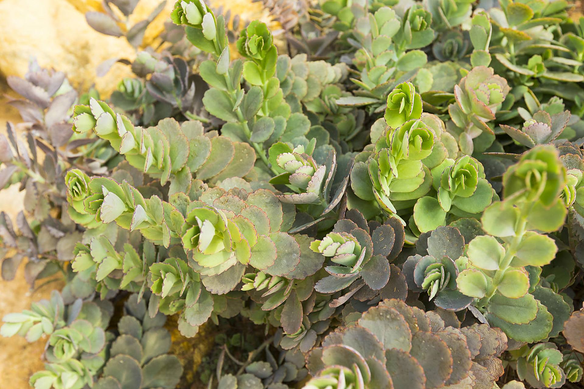 名字寓意生活要充满希望和活力.[原文:万年草的养殖方法和注意事