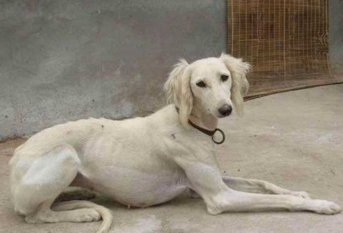 中国猎犬里的速度之王, 敢于灵缇争锋, 哮天犬的原型!