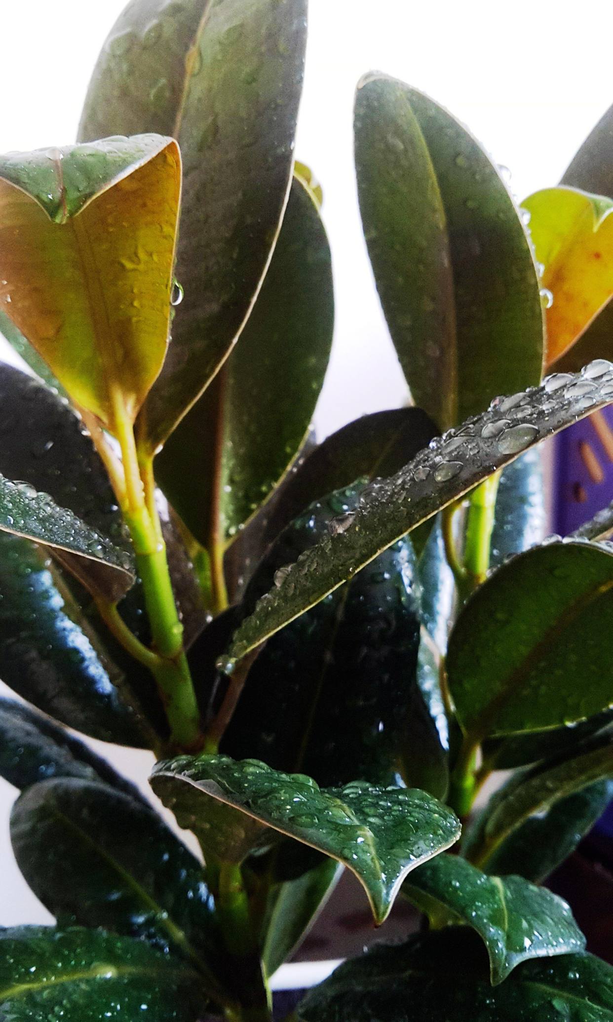 十大怕冷的植物,哪些家养植物怕冷?有些植物冷到休眠