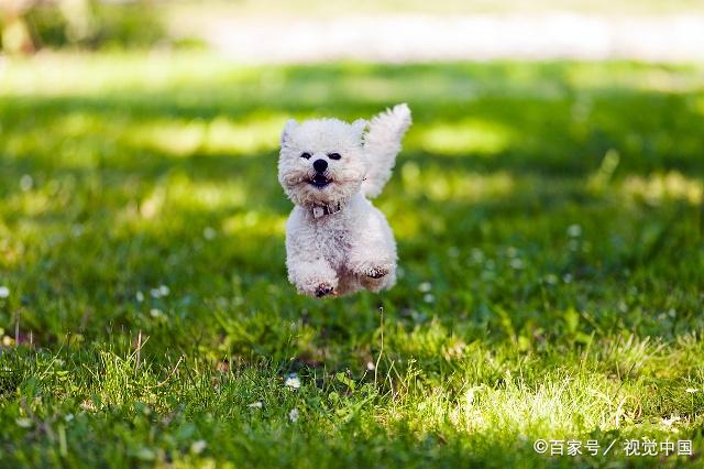 白色卷毛的玩赏小狗比熊犬,你喜欢吗?