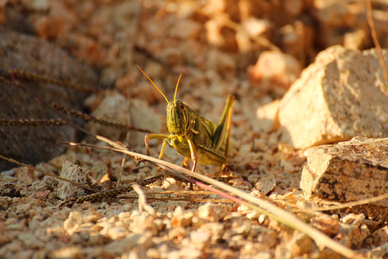 农民都说"秋后的蚂蚱,蹦跶不了几天",可他的蚂蚱还活的好好的