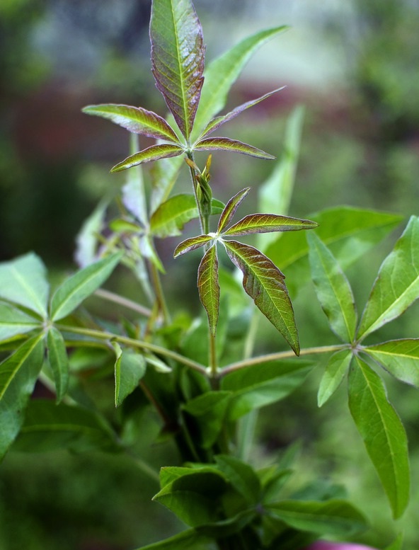 农村山坡上的黄荆叶,别名姜子叶,其药用价值没几人知晓